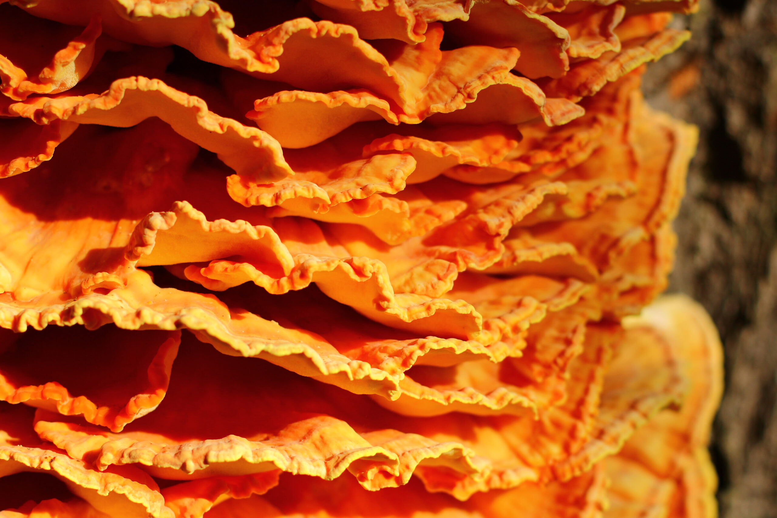 Characteristics of Chicken of the Woods